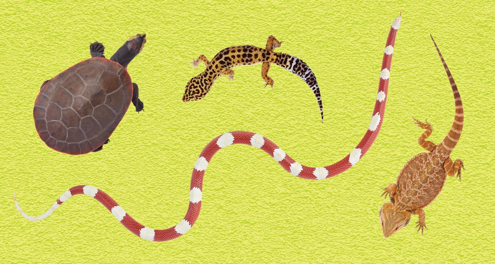 Reptile photo Reptile photo